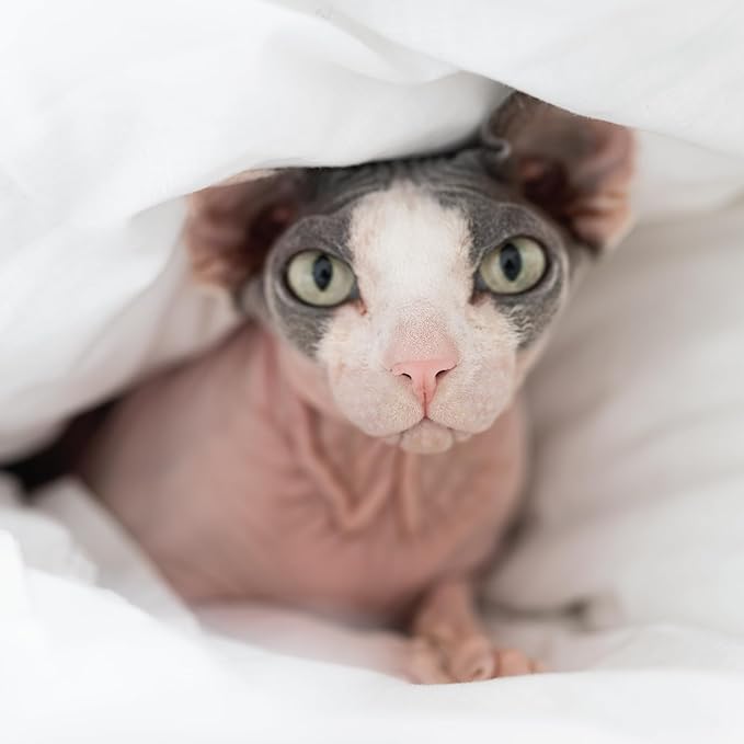 Avantic Pets Purr Fresh Dry Shampoo for Sphynx Cats, Alcohol-Free, No-Rinse Formula, Coconut-Based Cleanser, Hydrates & Soothes Sensitive Skin, 200ml