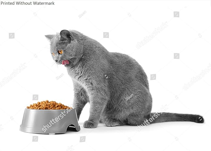 HardPress Wall Art Poster Print of British Cat Eats Food on Isolation. a Cat Lickens in Front of a Bowl with Food. The Short-Haired Gray Cat Eats The Food from The Plate.