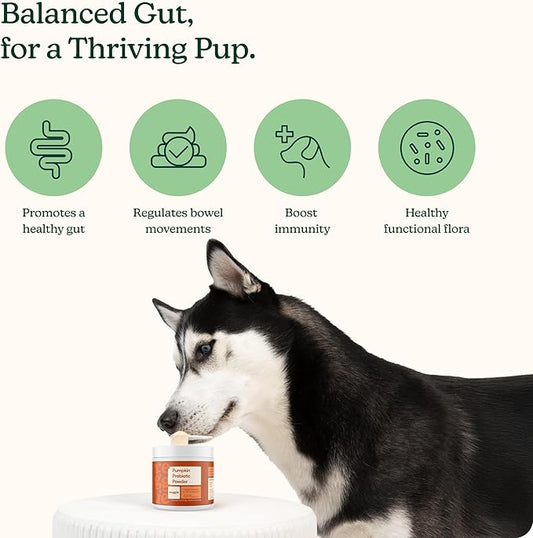 Reggie Pumpkin Probiotic Powder for Dogs | 7-Strain Probiotics + Pumpkin for Gut Health, Digestion & Stool Consistency | Natural Dog Digestive Supplement | Vet-Approved & Made in USA | 40 Scoops