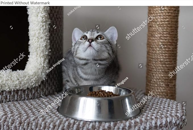 Wall Art Poster Print of Small Adorable Grey Striped Kitten Near the Plate With Cats Food. Selective Focus. Close-Up Cat Looking Up, Asking for Food. Cat Eating Dry and Wet Cat Foods from the Bowl