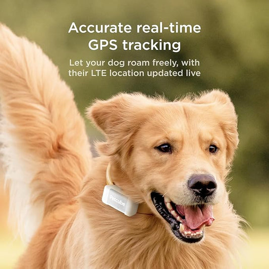 Petcube GPS Tracker for Dogs – Real-Time Location Tracking, Escape Alerts & Virtual Fences, Activity & Wellness Monitoring, Glow-in-The-Dark, Water & Dust Resistant