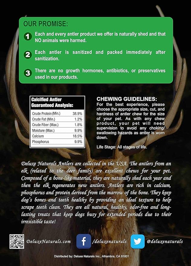 1-Pack Medium Whole Elk Antler Dog Chews (5.5 to 8+ in) – Long Lasting Natural Dog Bones for Moderate to Aggressive Chewers Under 40 lbs – Antlers for Dogs, Teeth Cleaning, No Rawhide