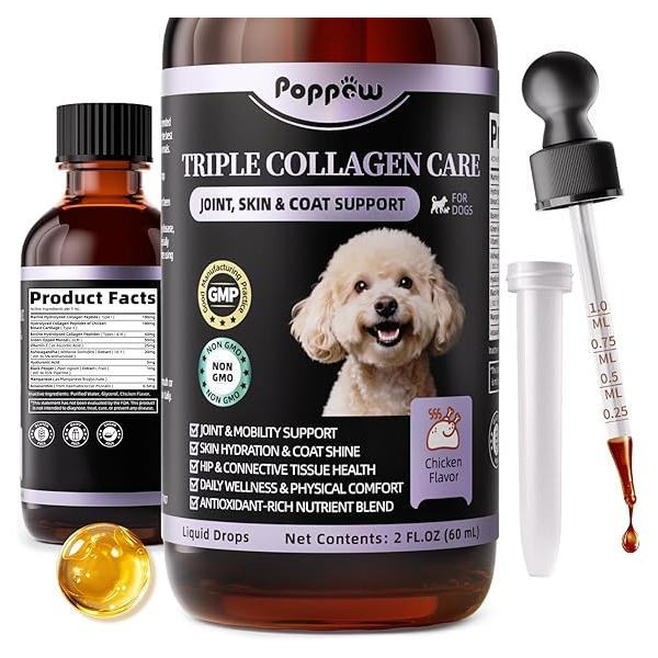 Seeing Your Dog Slow Down? Here’s the Simple Daily Drop That Restores Their Youth