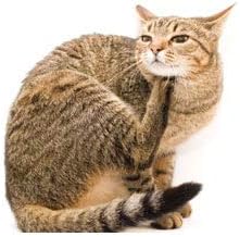 cat Skin Infection - CAT Allergy Relief - Supports Immune System - Vet Recommended - Itch Relief - cat itching Relief - 2 Bottles (150 Chew Tablets)