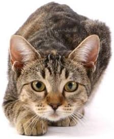 cat Vitamins and Supplements Powder - Ultra CAT Vitamins - Mineral Supplement - Premium Chews - cat Immune System Support - 180 Treats (2 Bottles)