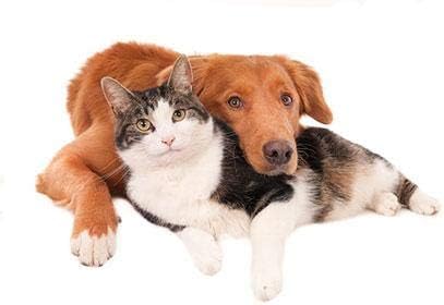 cat Bladder Support - Pets Total Health Complex - Dogs and Cats - Best Hair Skin Eye Teeth Nail Urinary Support - Cranberry Extract for Cats - 1 Bottle (60 Tablets)