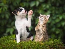 cat Vitamin Treats - PET Ultra Vitamins - Premium Minerals - for Cats and Dogs - cat Vitamin Chews - 2 Bottle (180 Chewable)