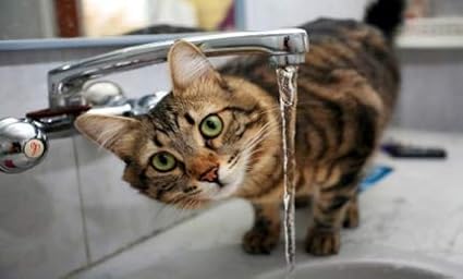 I LOVE MY PETS LLC cat Eye Problems - CAT Eye Health Complex - Premium Benefits - Real Support - cat Vitamin a - 2 Bottles (120 Treats)