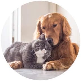 cat Diet Treats - Pets Healthy Hair and Coat - Boost Immune System - Nail Health - Premium Complex - Vitamin b12 for Cats - 120 Treats (2 Bottles)