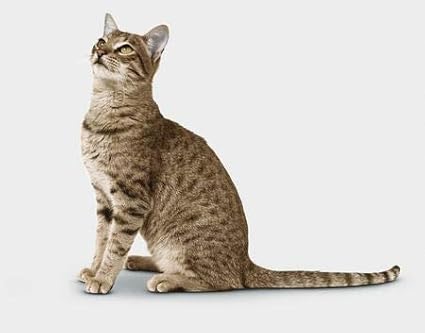 cat Skin Treats - Cats Healthy Hair and Coat - Good Immune Response - Nail Health - Shiny Coat - cat Vitamin b Supplement - 2 Bottles (120 Tablets)