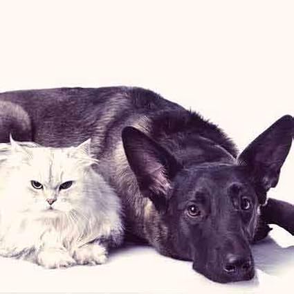 I LOVE MY PETS LLC cat antioxidants - PET Healthy Hair and Coat - for Dogs and Cats - Premium Formula - Vitamin b12 for Cats - 2 Bottles (120 Treats)