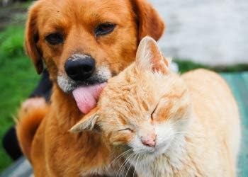 cat antioxidants - Pets Total Health Formula for Dogs and Cats Supplement - cat Diet Treat - 2 Bottles (120 Treats)