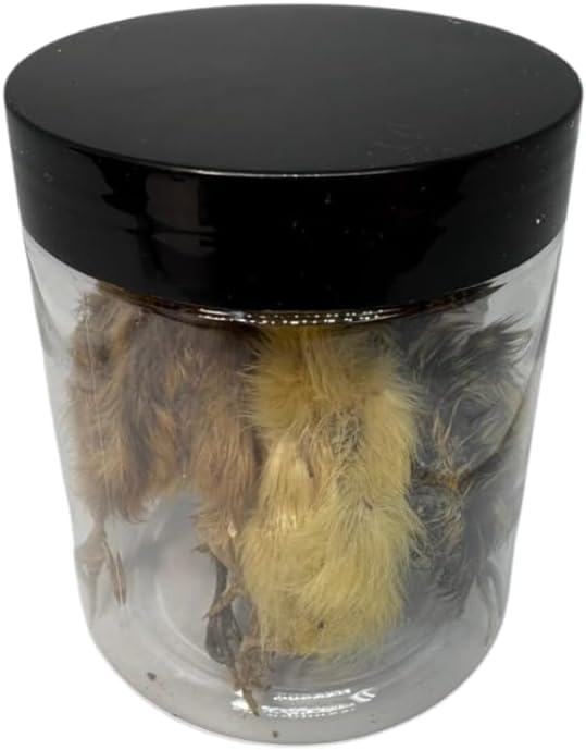 Undique Whole Quail for Carnivore Pets - Natural Prey Feeding - Quality Protein Source Medium Size Chicks 5 Count