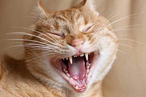 I LOVE MY PETS LLC cat Dental Care Solution - CAT Teeth Health Complex - Advanced Care Formula - Vitamin Supplement for Cats - 120 Treats (2 Bottles)