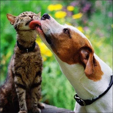 cat Immune Health - Pets Total Health Complex - Dogs and Cats - Best Hair Skin Eye Teeth Nail Urinary Support - Senior cat Treat - 2 Bottles (120 Tablets)