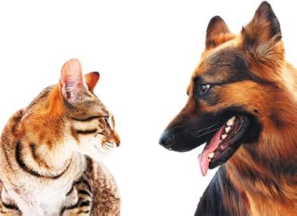 cat Immune Support - PET Immune Support - for Dogs and Cats ONLY - Natural - VETS Choice - cat Mushroom Tree - 180 Treats (3 Bottles)
