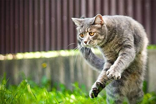 I LOVE MY PETS LLC cat Joint Health Supplement - CAT Hip and Joint Support - Best Strong Formula - cat glucosamine chondroitin - 240 Treats (2 Bottles)