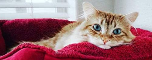 I LOVE MY PETS LLC Minerals for Cats - Ultra Vitamins - CAT Health - Mineral Boost - biotin for Cats - 90 Treats (1 Bottle)