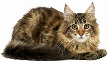 cat Immune System Support - Ultra CAT Vitamins - Mineral Supplement - Premium Chews - Vitamin Supplement for Cats - 180 Treats (2 Bottles)