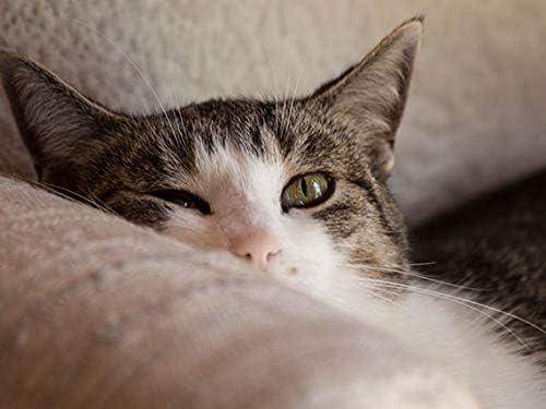 Natural Anti inflammatory for Cats - CAT L-LYSINE Powder - Immune System Booster - Eye Health - Vet Recommended - Natural - lysine Bites for Cats - 2 Bottles (16 OZ)