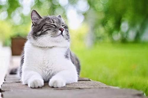 cat Vitamins and Supplements Fur - CAT Ultra Vitamins - Essential Minerals and NUTRIENTS - Immune Support - Hair and Coat Health - Vitamin e for Cats - 2 Bottles (180 Chewable Tablets)