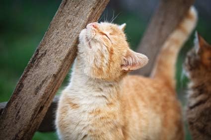 cat Immune Booster - Hair and Coat Support for Cats - Healthy Skin and Nails Complex - cat Vitamin c - 60 Treats (1 Bottle)