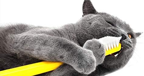 I LOVE MY PETS LLC Oral Care for Cats - CAT Teeth Health Complex - Advanced Care Formula - cat Vitamin c - 180 Treats (3 Bottles)