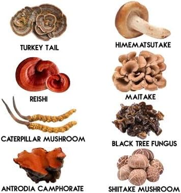 Mycogen Soft Chew for Dogs - 8 Species Mushroom Blend for Critical Immune System Support- Turkey Tail, Reishi, Shiitake, Cordyceps, Black Tree Fungus-240 Tasty Soft Chews