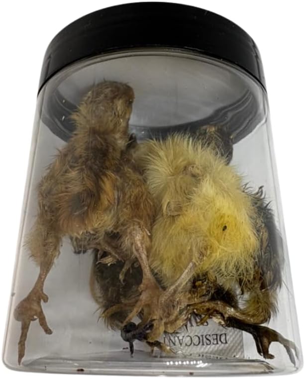 Undique Whole Quail for Carnivore Pets - Natural Prey Feeding - Quality Protein Source Medium Size Chicks 5 Count