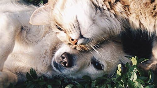 Minerals for Cats - Ultra Vitamins - Pets - Cats and Dogs - Premium Formula - Healthy Treat - Old cat Supplements - 270 Treats (3 Bottle)