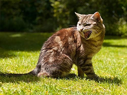 cat Anxiety Relief - CAT Relaxant - Anxiety and Stress Relief - Natural Calmer - Premium - cat Anxiety Treatment - 3 Bottles (270 Chewable Tabs)