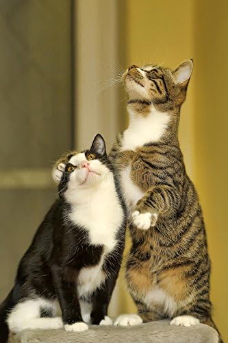 cat Skin and Coat Supplement - Immune System Booster - CAT Treats - Premium Complex Blend - Powerful - cat Immune System Boost - 60 Treats (1 Bottle)