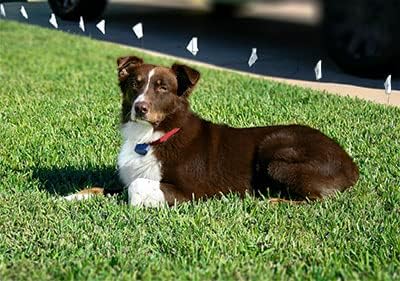14 Gauge Heavy Duty Universally Compatible Dog Fence Wire for All Models of In-ground Electric Dog Fence Systems - 1000 Ft