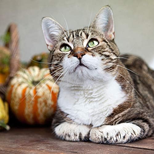PET SUPPLEMENTS & NUTRITION LLC Oral Allergy for Cats - Immune Support for Cats - Healthy Immune Response - Vet Recommended - Licorice Root for Cats - 2 Bottles (120 Chewable Tablets)