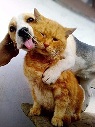 I LOVE MY PETS LLC cat Gum Protection - PET Teeth Health Complex - Dogs and Cats - Premium Care - Vitamin Supplement for Cats - 2 Bottle (120 Treats)