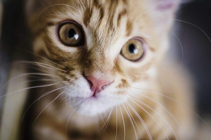 I LOVE MY PETS LLC cat probiotic Treats - CAT Digestive AID - Healthy PROBIOTICS - Chews - cat acidophilus - 60 Treats (1 Bottle)