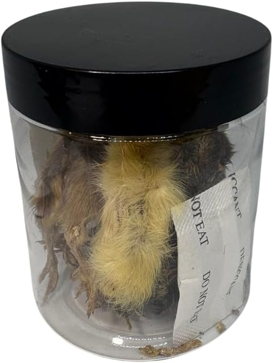 Undique Whole Quail for Carnivore Pets - Natural Prey Feeding - Quality Protein Source Medium Size Chicks 5 Count