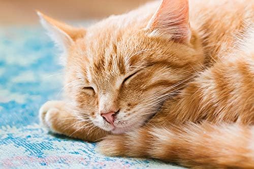 cat Calm Chews - CAT Relaxant - Anxiety and Stress Relief - Natural Calmer - Premium - cat Stress Treats - 3 Bottles (270 Chewable Tabs)