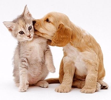 cat Vitamins Treats - Ultra Vitamins - Pets - Cats and Dogs - Premium Formula - Healthy Treat - Vitamin e for Cats - 180 Treats (2 Bottle)