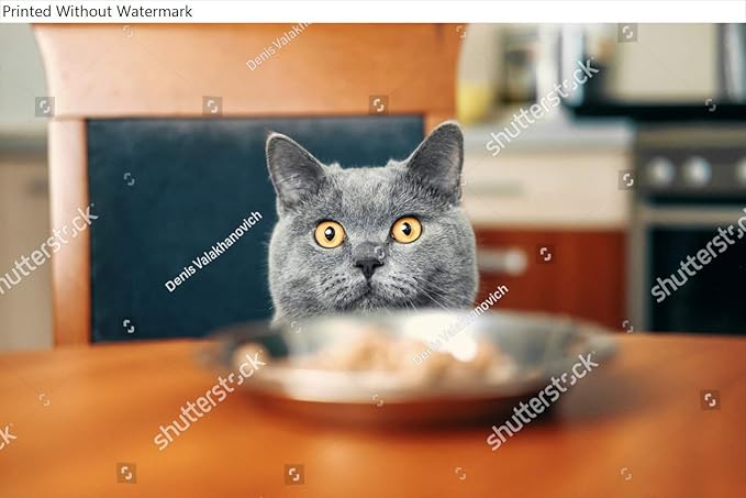 HardPress Wall Art Poster Print of Cat is Looking at Food Watches Over Food, Sly Beautiful British Gray Cat, Close-Up, Cat Looks Out from Under Table, Cat Steals Food