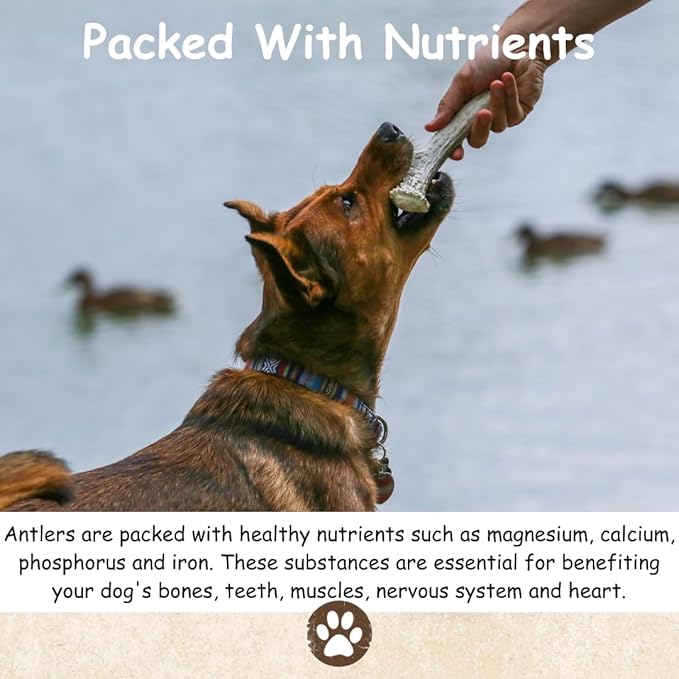 Top Dog Chews – USA Elk Antlers, Premium, Grade A, Thick, Elk Antlers for Extra Large, Large, or Medium Dogs, Natural, Long Lasting Dog Chew for Aggressive Chewers, 5 Pack