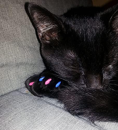 6 Month Supply Soft Nail Caps for Cats NEON Orange Medium - Extra Adhesives