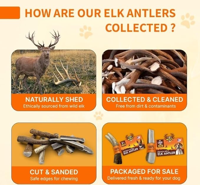 Tibetan Elk Antler for Dogs, Grade-A, 4"+ Premium Chews, Pack of 2, Naturally shed Healthy & Longer Lasting Aggressive chewers, USA Product Antler (Split)