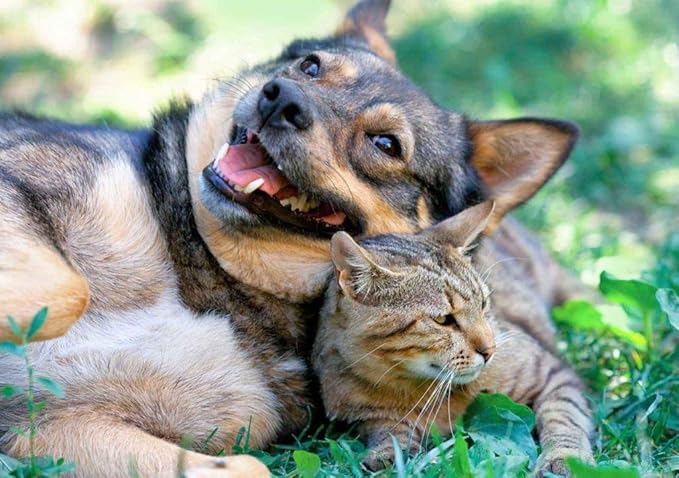 Immune System Booster for Cats - PET Immune Support - Dogs and Cats - VETS Choice - Chews - Elderly cat Treats - 1 Bottle (60 Treats)
