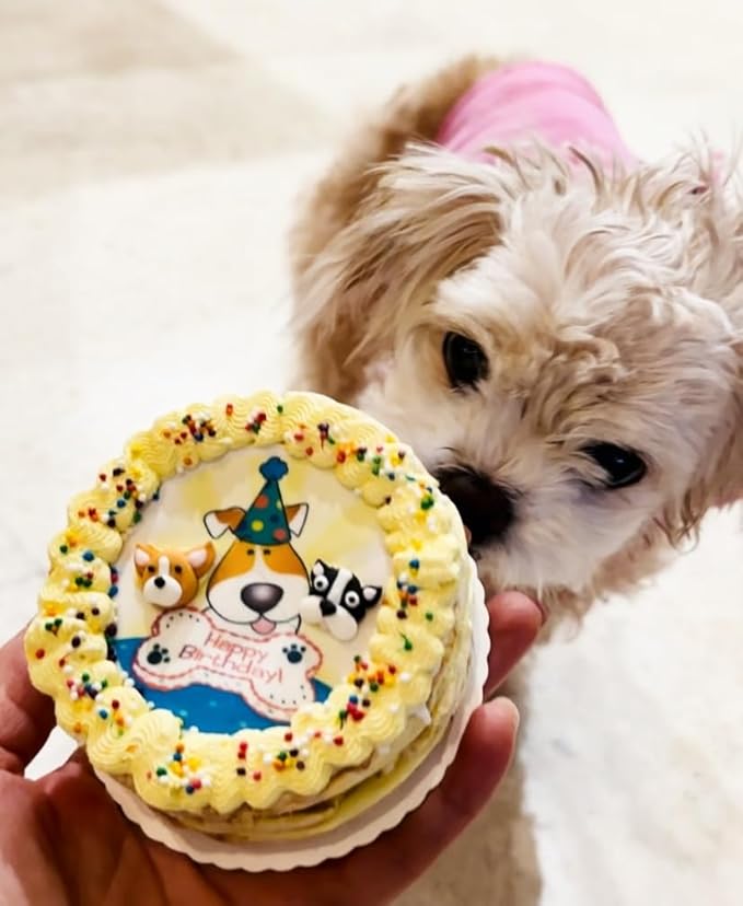 Crispy Yellow 3D Dog Birthday Cake- Edible Puppy Party Crispy Corn Grits Cake- Handmade with Love- Perfect Dog Party Cake Boxed, Iced and Decorated