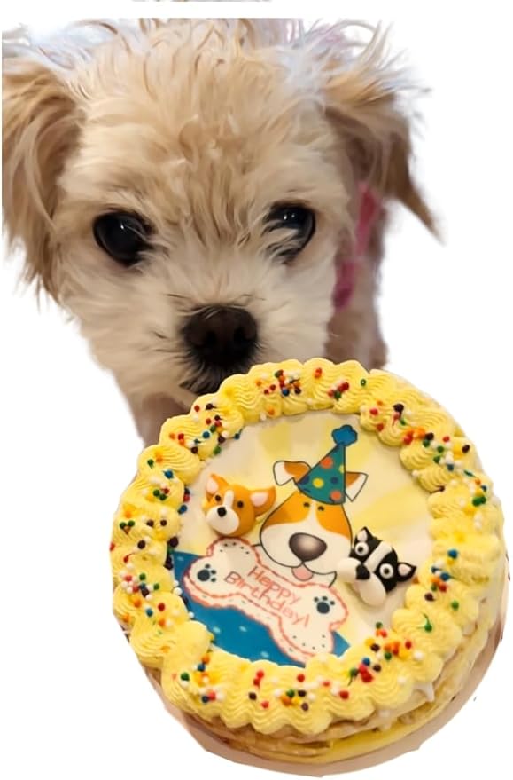 Dog Birthday Cake Crispy Popcorn Yellow Dog Birthday Cake - Edible Crispy PopCorn Cake Dogs Love- Handmade by Dezicakes - Perfect Dog Party Cake Boxed, Iced and Decorated