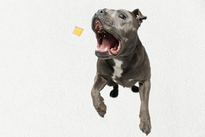 Bussin' Bites Premium Human Grade Freeze Dried Dog Treats/Cat Treats Training Treats and Meal Topper (2 oz, Salmon)
