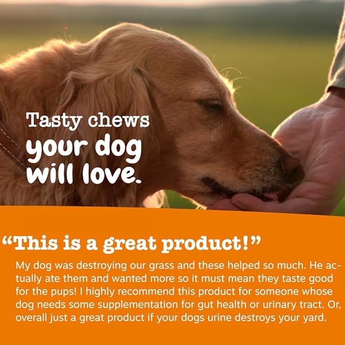 Zesty Paws Stay Green Bites for Dogs - Grass Burn Soft Chews for Lawn Spots Caused by Dog Urine - with Cranberry for Urinary Tract & Bladder - Beef - 90 Count
