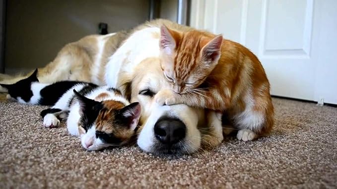 I LOVE MY PETS LLC cat antioxidants - PET Healthy Hair and Coat - for Dogs and Cats - Premium Formula - Vitamin b12 for Cats - 2 Bottles (120 Treats)