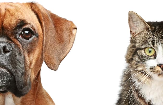 Immune System Booster for Cats - PET Immune Support - Dogs and Cats - VETS Choice - Chews - Elderly cat Treats - 1 Bottle (60 Treats)
